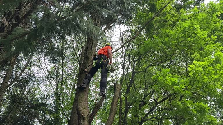 Best Leaf Removal  in New Carlisle, OH